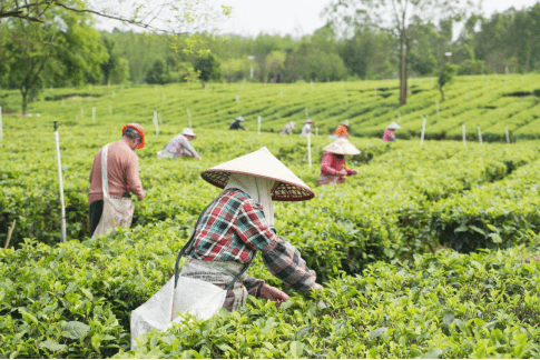 023年度红茶行业十大品牌”称号ag旗舰厅祝贺！“英红”荣获“2